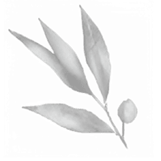 Jeanine van Seenus, Decorative Leaf Image